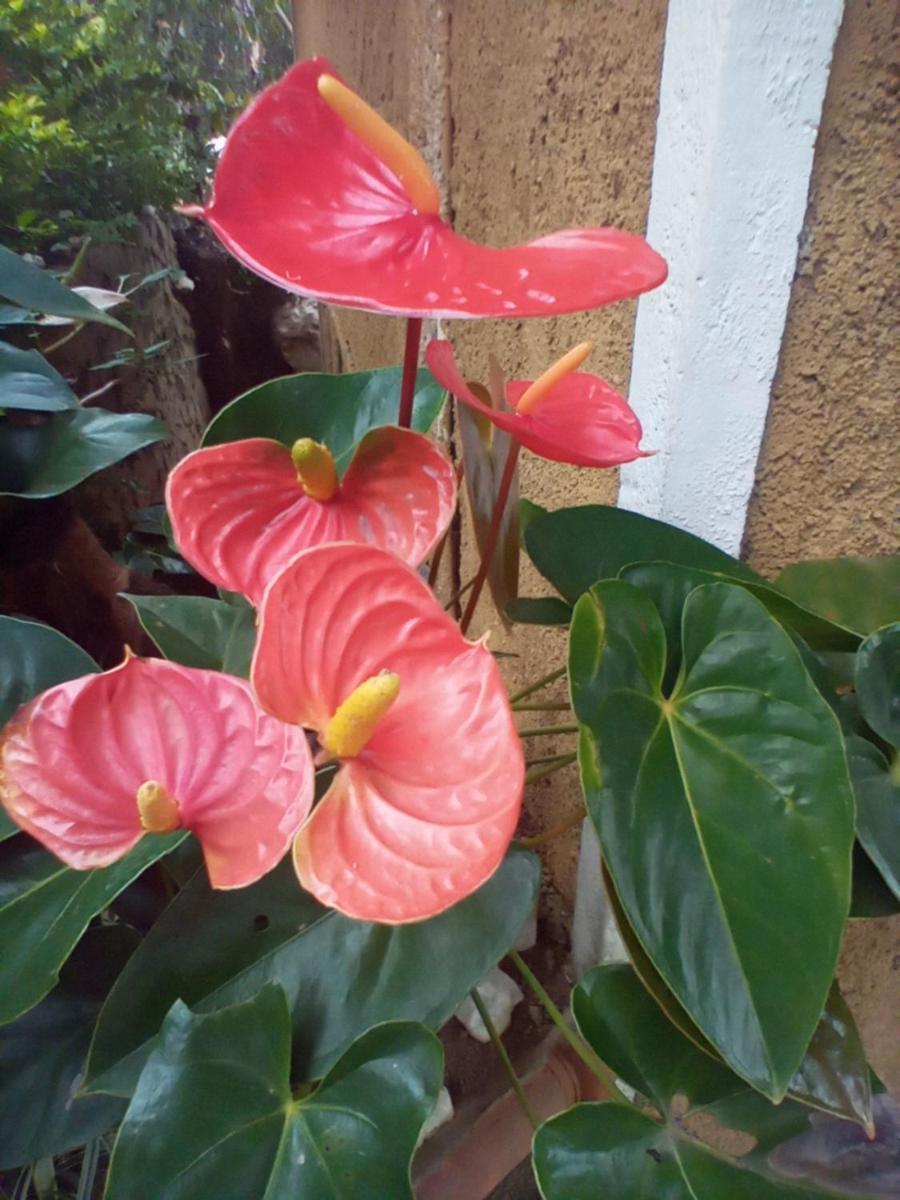 Nethsara Cottage Ella Rom bilde
